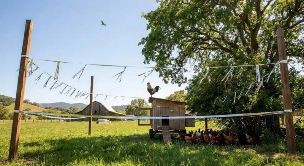 Hens in the shade beside a mobile chicken coop in a green field